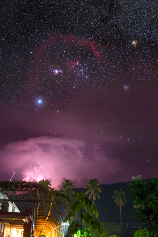 Temperament of Halmahera wild