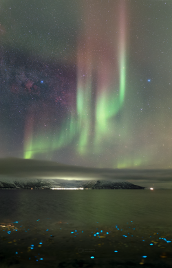 Aurora and Plankton Aurora and Plankton