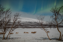 Auroras over Kilpisjärvi, Finland, on 9/10 February 2025