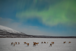Auroras over Kilpisjärvi, Finland, on 9/10 February 2025