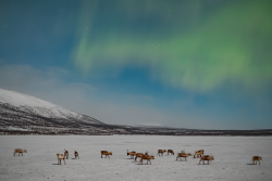 Auroras over Kilpisjärvi, Finland, on 9/10 February 2025