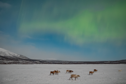 Auroras over Kilpisjärvi, Finland, on 9/10 February 2025