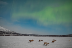 Auroras over Kilpisjärvi, Finland, on 9/10 February 2025
