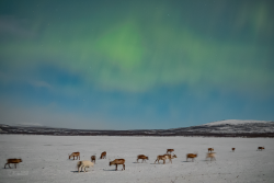 Auroras over Kilpisjärvi, Finland, on 9/10 February 2025